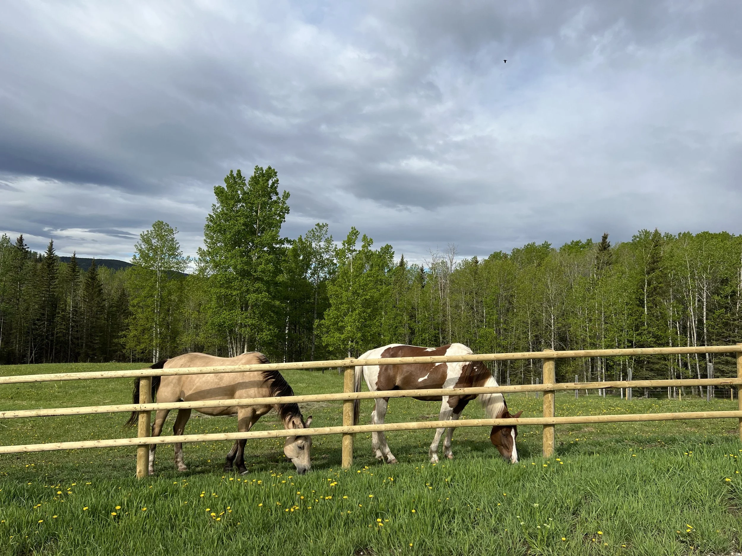 ディープインパクト 有馬記念 ジグソーパズル1000 ディープインパクト